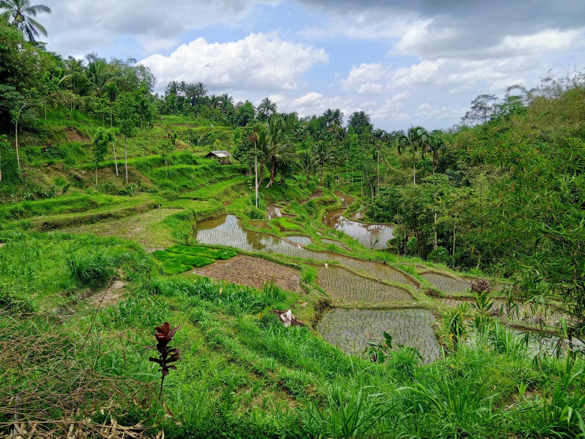 Linkgreen Homestay Lombok เตเตบาตู ห้อง รูปภาพ